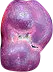 purple asteroid